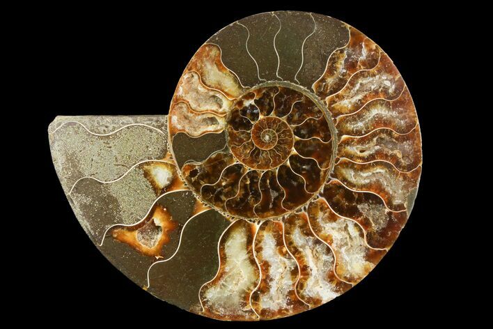 Cut & Polished Ammonite Fossil (Half) - Madagascar #157960